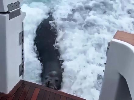 这就是海狮吗,有点意思#知识科普 #动物科普