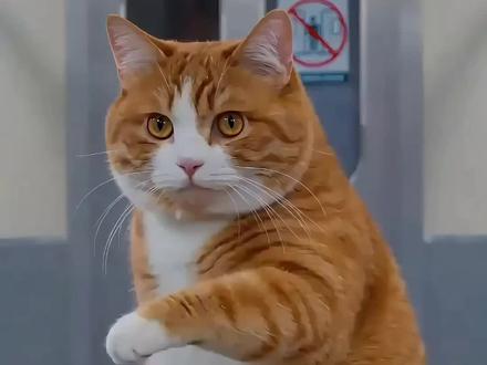 耄耋申请出战,一句话复刻爆款视频(教程) J-M新出的Seedance 2.0真的有点东西!“ 我复刻了@原来是陶阿狗君 的爆款视频,把主角换成耄耋橘猫,一次成功,告别抽卡,真的很顶!连夜肝出了这期视频教程,大家放心食用。真心建议每个人都用起来,在这个时代,人人都可以当导演,未来已来!
#seedance2 #AI教程 #AI视频 #AI特效 #即梦ai