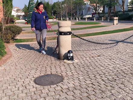 跟拍6个月的威玛猎犬——经过教练培训的狗狗就是不一样 #日常遛狗 #威玛猎犬