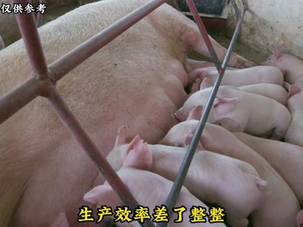 散户跌破千万大关,2026年养猪业却现盈利曙光#热点 #期货 #生猪 #猪价 #生猪期货