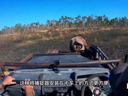 又泛滥了,澳大利亚牛仔抓捕疯狂的澳洲野牛,一头价值1500美元
