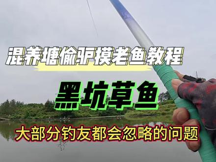 黑坑草鱼钓法教程。 偷驴摸老鱼,99%的钓友都会错过忽略的步骤#黑坑盘老板 #黑坑草鱼 #钓鱼 #黑坑青鱼 #鲸草散炮