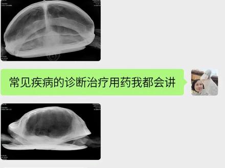 软壳蛋什么原因 #龟 #龟龟🐢 #龟宠时代 #养龟日常 #养龟人