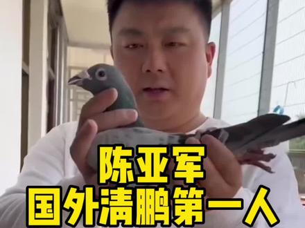 安徽大名家:陈亚军。国外清鹏第一人
#信鸽赛鸽 #又在骗我养鸽子 #鸽子