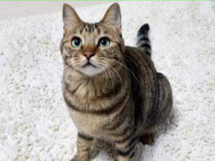 猫咪方便拉在盆沿上,你家猫有这样情况吗? #猫咪的迷惑行为 #新手养猫 #养猫冷知识 #猫咪乱拉臭臭怎么办
