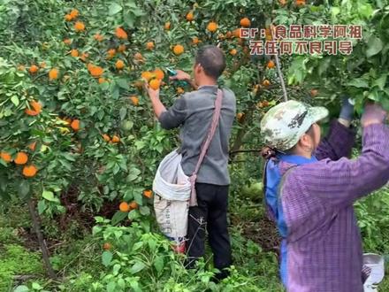 希望大家多一点理性,少一点盲从 #草莓 #西瓜 #食品安全 #辟谣 #农户