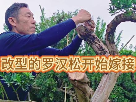 #创作者中心 #创作灵感 #嫁接技术 #罗汉松 #真实生活分享计划 从头开始养一棵矮霸型罗汉松,静待花开!