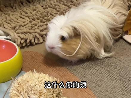 橘子的奇妙造型 #李橘子 #荷兰猪 #豚鼠 #天竺鼠
