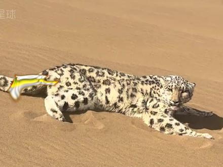 “沙尘豹":雪豹为何现身沙漠 雪豹迷路现身吐鲁番沙漠被救,5 小时绝地救援“沙尘豹”#雪豹 #沙尘豹 #沙漠 #新疆 #动物世界