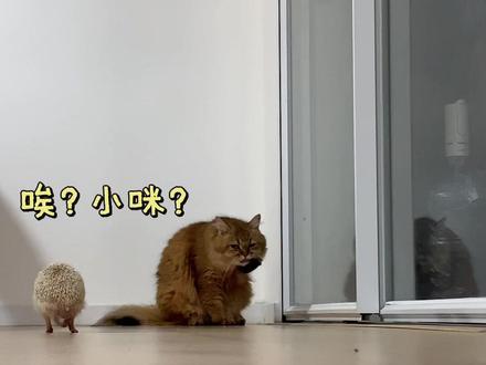 🦔唉?小猫咪? #宠物成精了 #居家宠物趣事 #宠物日常趣味互动 #分享那些日常宠物的各种行为 #宠物日常操作 @钱包好陈女士💰