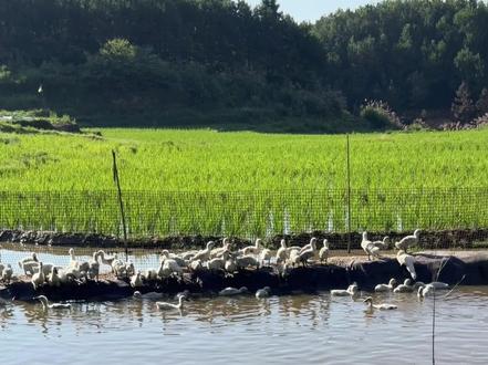 又捉了一批小鸭子训练一下又可以干活了