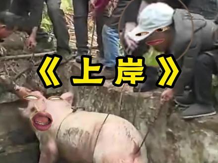 《上岸》 #菊花台#歌词改编#搞笑配音#猪肛裂