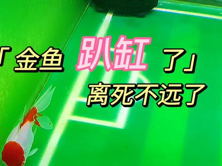 金鱼平时生龙活虎,偶尔会趴缸类似睡觉,一动不动,那就是生病了