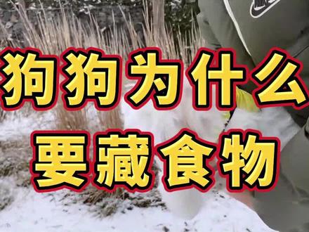 狗狗为什么要藏食物#狗狗 #宠物知识 #宠物 #萌宠#萌宠成精了 #狗
