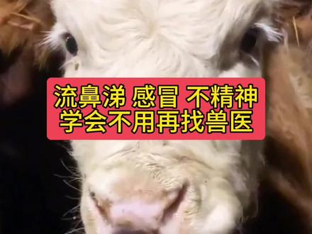 感冒流鼻涕不精神,学会不用找兽医,自己在家解决#牛感冒 #牛发烧 #牛羊养殖 #科学养牛 #每天分享牛羊养殖小知识
