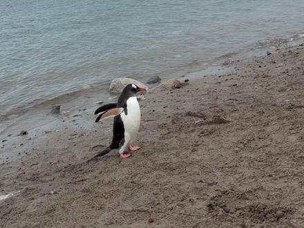 目睹企鹅“决斗”、企鹅孵蛋、企鹅竞走、企鹅… #企鹅 #李诞的生活方式 #南极