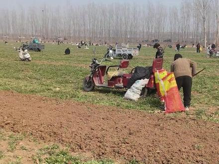 你一句免费就让人家两百亩的荠菜被疯抢#荠菜 #造谣 #挖野菜 #万万没想到