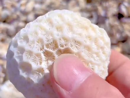 你捡到过这种石头吗?#大自然的馈赠 #一般人不告诉他 #户外寻宝