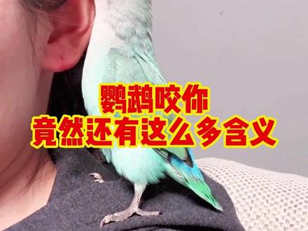 鹦鹉咬你竟然还有这么多含义 #萌宠出道计划 #鹦鹉 #鹦鹉鹦鹉萌萌哒逗鹦鹉 #鹦鹉小白