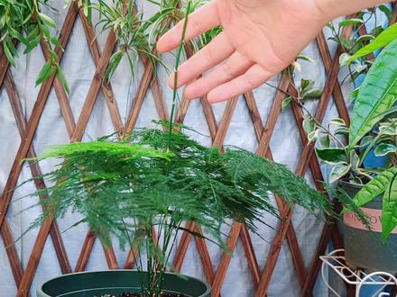 文竹长了“大长腿”,有两个处理方法,你选择哪一种? #花卉绿植 #植物 #盆栽绿植 #文竹