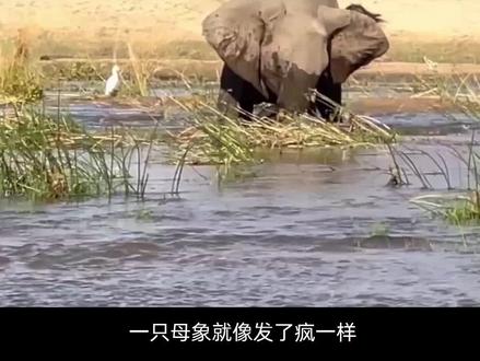 鳄鱼作死捕猎大象,反被大象甩到一旁,一脚就将鳄鱼踩死!