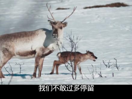 一头早产的小鹿,出生在了寒冷的北极圈,看鹿妈妈是怎样用他的母爱一步步带小鹿走向温暖的#神奇动物在抖音