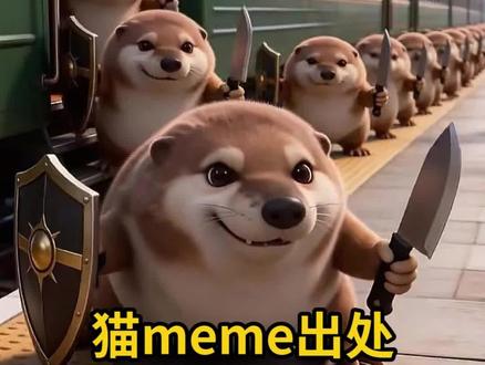 猫meme出处,你都知道出自哪吗?——刀盾狗#养宠知识 #宠物知识 #猫meme #刀盾狗