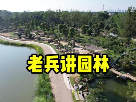 想旺财运?大门左边摆它就对了!造型五针松全攻略