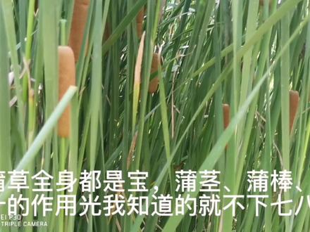 蒲草全身都是宝,蒲茎、蒲棒、蒲叶的作用光我知道的就不下七八种 #蒲草茎清脆爽口你吃过吗 #过去的铺草席你睡过吗 #蒲草棒小时候你用它止过血