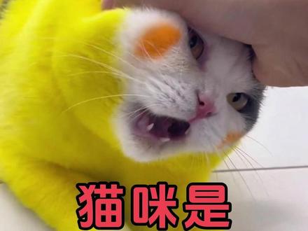 猫事打不服的,教你几招,轻松制服他 #猫咪的迷惑行为 #猫咪 #养猫经验分享 #养猫人 #萌宠
