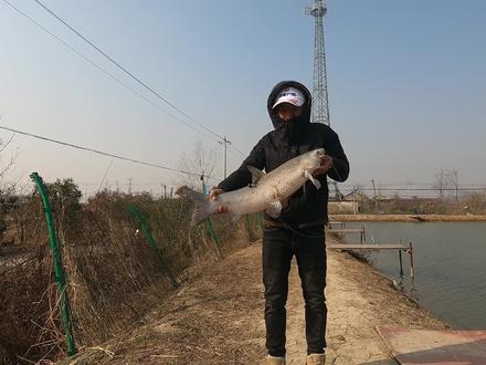 今年冬天气温很特别早晚冷中午热,不妨试试这招黑坑青鱼肯定给口 #钓大青技巧 #钓鱼人