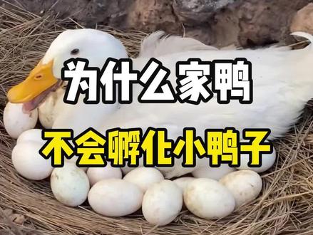 为什么同样是家禽,母鸡可以孵化小鸡,而鸭子却不会孵化小鸭呢?#科普 #涨知识