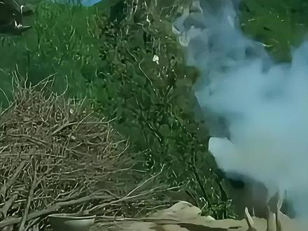 它以为牺牲是它最后的指令#军犬#德牧#退役汪#狗