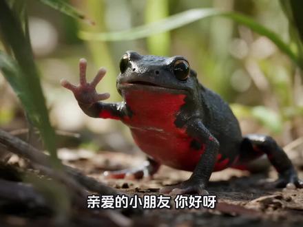 不买卖,才厉害!—一只“小火龙”的心里话
#创作者中心 #创作灵感 #小火龙 #东方蝾螈有毒 #小朋友玩小火龙中毒 亲爱的小朋友:
你好呀!我是一只东方蝾螈,大家都叫我“小火龙”。我长得可漂亮啦,背上黑黑的,肚皮却是鲜红鲜红的,就像穿了一件红马甲。
可是,我有一个重要的秘密要告诉你:千万别碰我!
我的皮肤里藏着一种叫“河豚毒素”的东西,厉害得很。你猜有多毒?只要一点点,就能毒死好几头大象!就算我不小心死了,身上的毒素也不会消失。所以,如果你在森林里看到我,请远远地看着我就好,千万不要伸手来摸。这不是因为我凶,而是因为——我要保护自己呀!
可是,总有一些坏人想把我抓走,拿去卖掉。有人想把我当宠物养,有人想把我做成药。这真是太可怕了!
如果把我买回家,我会生病、会死掉。而且,万一你不小心摸了我没洗手,或者你家的小猫小狗误食了我,它们也会中毒,会非常危险。所以,买卖我,就像在玩一个危险的炸弹!
其实,不只是我,森林里还有很多小伙伴也正在被坏人买卖。让我给你讲讲它们的故事吧。
穿山甲叔叔哭着说:“有人说我的鳞片能治病,其实它和你的指甲盖是一样的!为了抓我,连我的宝宝都不放过。没有买卖,就没有杀害。”
猫头鹰老师叹着气说:“我是抓老鼠的高手,是庄稼的保护神。可是有人把我关在笼子里当宠物,不让我在黑夜的天空飞翔。黑夜需要我,大自然需要我,而不是笼子!”
蛇大哥也着急地说:“我是森林里很重要的一员。有人把我抓去泡酒,却不知道我身上可能带着好多病毒和细菌。靠近我,就是靠近危险!”
听了它们的故事,你是不是也很难过?
那么,作为小小地球卫士,我们可以做些什么呢?
第一,拒绝好奇心。 在野外看到漂亮的小动物,要记住:只远远地看,不去碰。它们的家在大自然,不在你的书包里。
第二,做个举报员。 如果在花鸟市场、路边,或者在网上看到有人卖奇怪的动物(比如我这样红肚皮的蝾螈),一定要告诉爸爸妈妈,打12345电话举报。举报非法买卖,你就是超级英雄!
第三,宣传小使者。 告诉你的同桌、好朋友:买野生动物不是有爱心,而是既违法又危险的事情!
最后,我想对你说:
我有毒,不是因为想伤害你,而是想保护自己。
你不买,不是因为买不起,而是因为你比谁都懂得——尊重生命。
不买卖野生动物,做有智慧的小卫士!
让我们一起守护森林,守护每一个生命吧!
爱你的,
小火龙