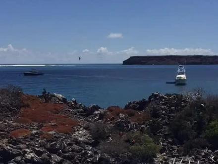 加拉帕戈斯群岛,位于秘鲁寒流与赤道暖流交汇处,达尔文《物种起源》起源地,物种独特而丰富。片中为海狮系列。#旅行