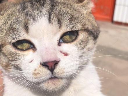 一家人下嘴真狠,欠鼻窦#关注流浪动物 #狗狗 #猫猫 #早餐店流浪狗包子 #顿村高速左拐前秦村