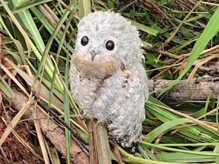 一种比树枝还像树枝的鸟……#动物科普 #知识科普 #可爱 #林鸱鸟 #内容启发搜索