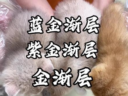 蓝金渐层、金渐层和紫金渐层有什么区别#萌宠 #金渐层 #养猫人