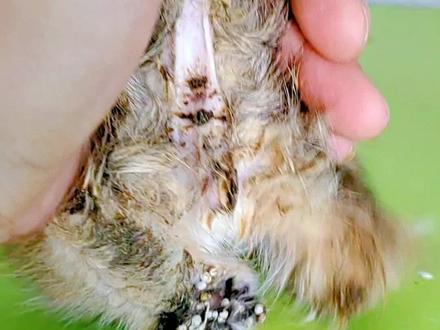 养长毛猫屁股粘屎怎么处理!#抖in萌宠计划 #新手养猫#长毛猫