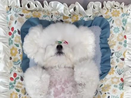 喜欢四脚朝天睡觉的比熊,通常是有这些原因!#比熊 #比熊知识 #狗狗睡姿挑战 #萌宠日常记录 #神奇动物在抖音