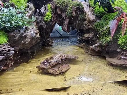 如何才能养好“弹涂鱼🐟!弹涂鱼真的还是那么可爱!#水陆缸造景