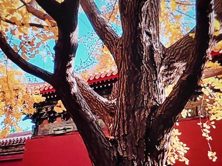 大疆nano固件更新❗️自带富士滤镜🎞️
这次再也不用羡慕Action6用户了
不过目前拍摄有镜像bug 但更新流程是一样的 可以先点赞收藏等等后续的更新哦~
#大疆nano #固件升级 #教程 #运动相机 #数码