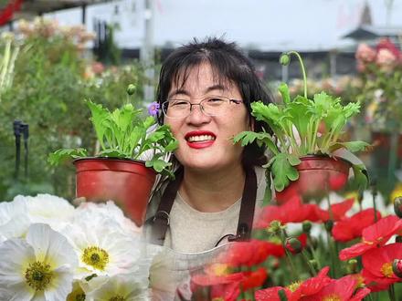 超长花期虞美人,种下足足开半年 #知识创作人 @抖音小助手