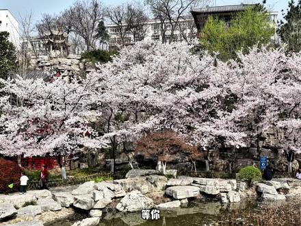 博山公园樱花开了。#博山#春天#镜头记录