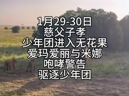 1月29-30日,慈父子孝,荣嘉少年团再次进入无花果地区,爱玛爱丽咆哮呼唤米娜,米娜汇合后驱逐少年团,为了三只幼崽,爱玛爱丽与米娜,都在力所能及至死不渝