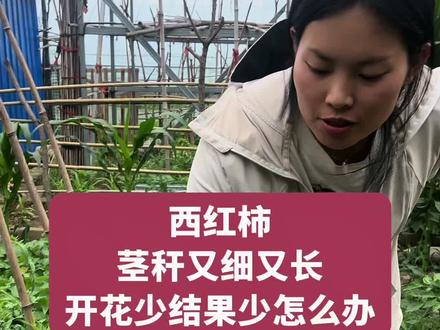 西红柿徒长,茎杆又细又长,开花少,结果少怎么办#西红柿管理方法 #三农流量扶持计划 #种植小技巧 #蔬菜种植