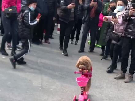 小蚕豆🐶你的大奔超速了!