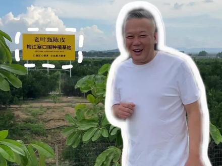 老叶塞口围种植基地 #陈皮#陈皮白茶