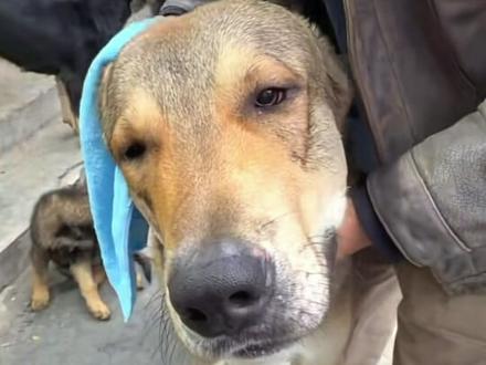 有谁不喜欢嘤嘤怪黄黄#黄黄 #高狼 #骏良