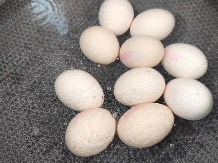 鸡蛋煮几分钟最有营养?煮出了“绿心蛋”能吃吗?用科学数据说话 #煮鸡蛋 #溏心蛋 #温泉蛋 #全熟蛋